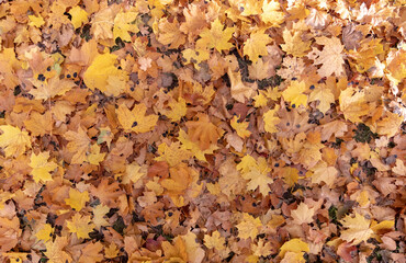 Autumn foliage with water reflection natural landscape
