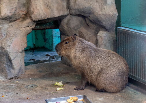 Capybara Hydrochoerus hydrochaeris in Esteros del Ibera, Argentina