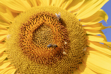 Field of flowering sunflowers with bees collecting honey