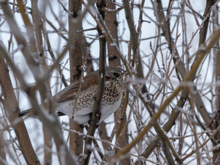Forest bird thrush on the branch of an Apple tree