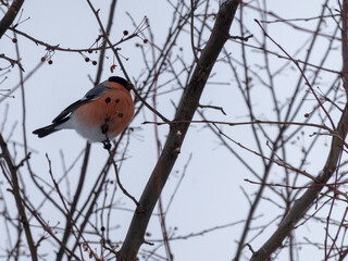 Forest bird bullfinch on the branch of an Apple tree