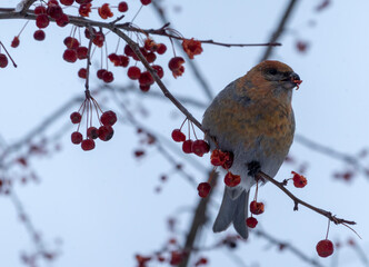 Forest bird Schur on the branch of an Apple tree