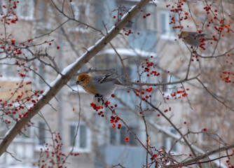 Forest bird Schur on the branch of an Apple tree