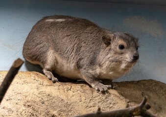 The rock hyrax Procavia capensis, also called dassie, Cape hyrax, rock rabbit