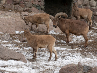 Beautiful mountain goat with helical long horns on the background of rocks