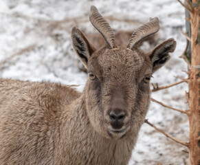 Beautiful mountain goat with helical long horns on the background of rocks