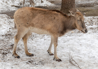 Portrait of an old deer in profile in summer.