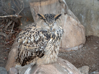 Eagle owl sitting and looking on the background of tree leaves