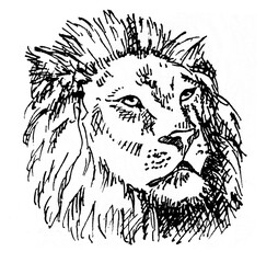 Portrait of a lion, head of a male. Black and white linear sketch. Cartoon style. White background. Illustration done with pen (dashes alone).