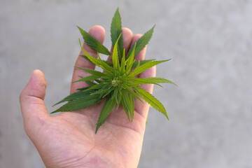 green cannabis leaves in the palm of your hand