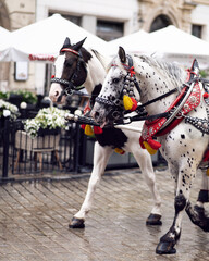 Horses on the market in Krakow