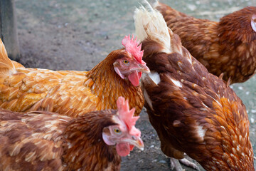Hens in the chicken farm. Organic poultry house.
