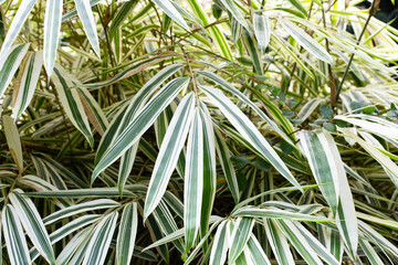 White and green leaves of bamboo, Variegated plants