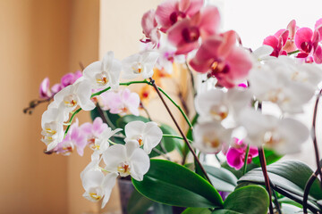 Orchids phalaenopsis flower grow on window sill. Home plants in blossom. White, purple, pink blooms - obrazy, fototapety, plakaty