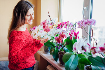 Happy woman enjoys blooming phalaenopsis orchids on window sill. Girl gardener taking care of home plants and flowers. - obrazy, fototapety, plakaty