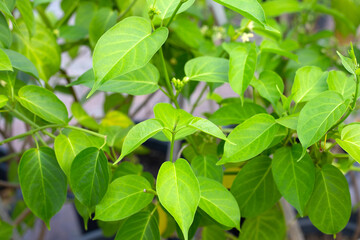Fototapeta na wymiar Gurmar medicinal plant, Fresh leaves of herb