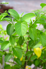 Obraz premium Gurmar medicinal plant, Fresh leaves of herb