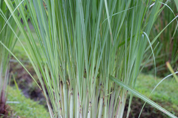 Lemongrass clump in the garden