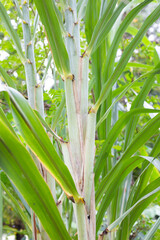 Obraz premium Sugar cane plant with green leaves