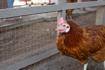 Hens in the chicken farm. Organic poultry house.