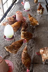 Hens in the chicken farm. Organic poultry house.