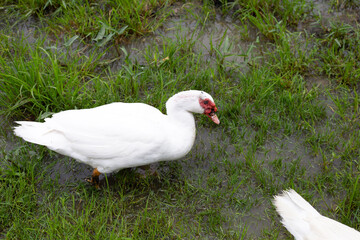 Free range duck farm. Natural organic duck