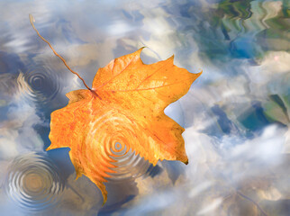 Blurry autumn background - maple leaf floats in the water