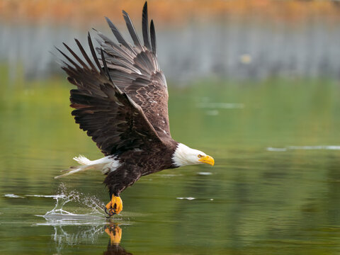 A bald eagle splashes water as it takes flight in Kodiak