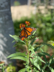 butterfly on flower