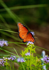 Spread your wings