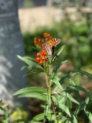 butterfly on flower