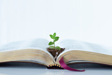 Green plant growing in soil on top of an open Holy Bible Book with golden pages on white background. Copy space. A close-up. Christian maturity, spiritual growth, biblical concept. - obrazy, fototapety, plakaty
