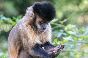 Monkey in portrait and closeup in selective focus with blurred background and looking at his hands