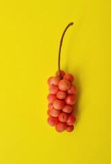 Beautiful yellow background and ripe berries lemongrass 