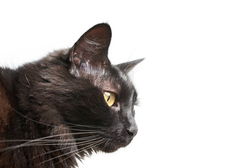 Pet portrait: side view of a beautiful black cat with yellow eyes on white background. - Powered by Adobe