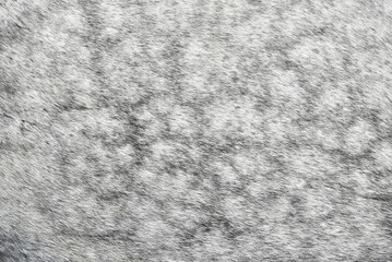 Close-up of grey horse fur with dapple. Abstract background texture
