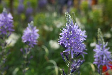 Beautiful Camassia growing outdoors, closeup. Spring season