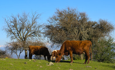 Cows in the field, Talca, Chile 