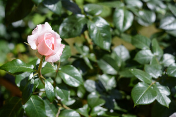 Beautiful pink rose flower blooming outdoors. Space for text