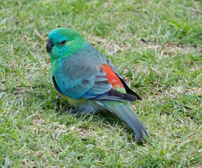 A male red rumped parrot.