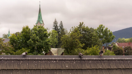 Zakopane. Gołębie na dachu w letnie południe  pod Krupówkami.