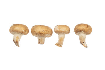Four baby bella mushrooms fresh from harvest