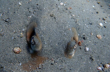 Costa Rica Pacific sea life