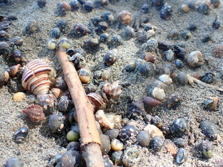 Costa Rica Pacific sea life