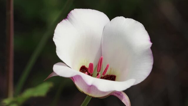 White flowering axillaterminal determinate cyme inflorescence of Calochortus Catalinae, Liliaceae, native perennial monoclinous deciduous herb in the coastal Santa Monica Mountains, Springtime.