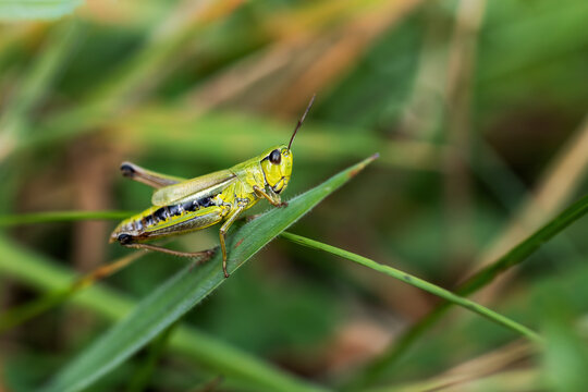 Macro photo of Meadow grasshopper posing on a blade of grass. Horizontally. 