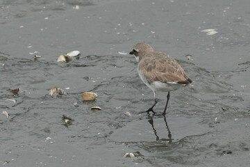 lesser sandplover in a seashore