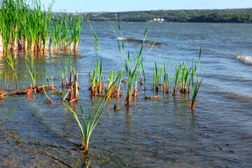 Lake place for fishing . Reed in lake water 