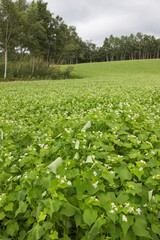 美麻中山高原のそばの花