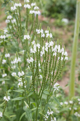 白花のバーベイン